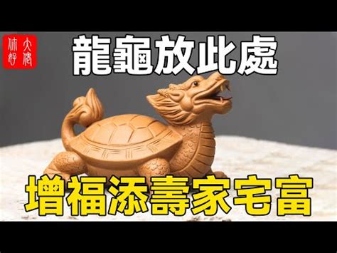 龍龜吃什麼|龍龜怎麼養？風水專家教你龍龜禁忌與招財祕訣 